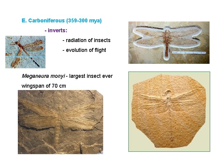 E. Carboniferous (359 -300 mya) - inverts: - radiation of insects - evolution of