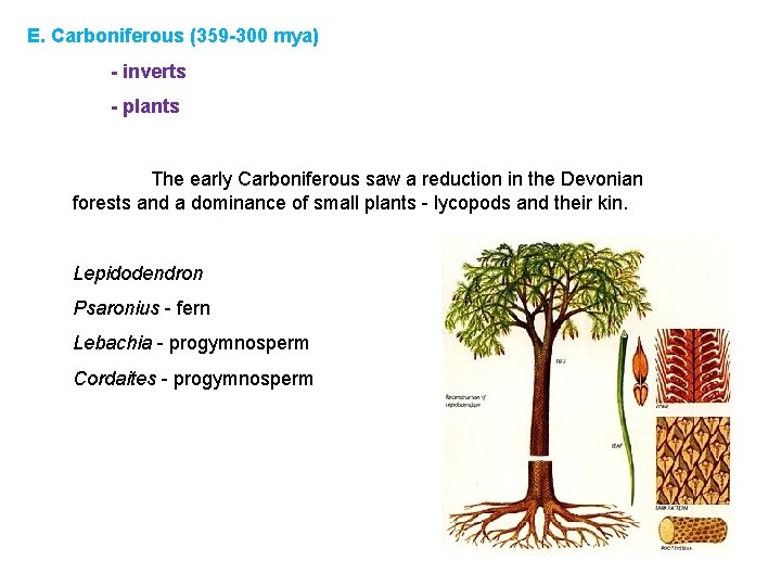 E. Carboniferous (359 -300 mya) - inverts - plants The early Carboniferous saw a