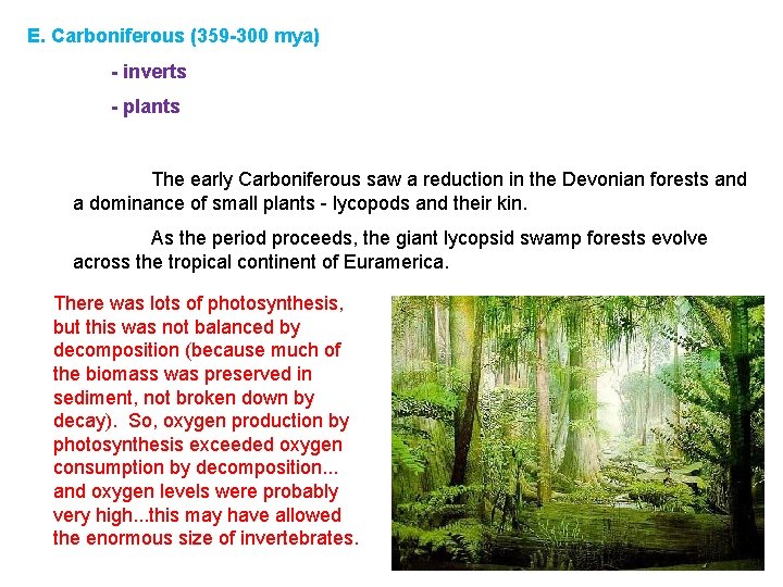 E. Carboniferous (359 -300 mya) - inverts - plants The early Carboniferous saw a