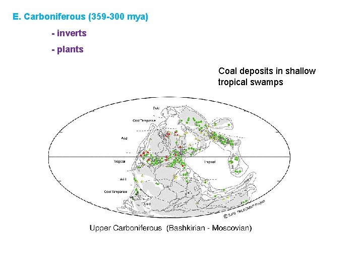 E. Carboniferous (359 -300 mya) - inverts - plants Coal deposits in shallow tropical
