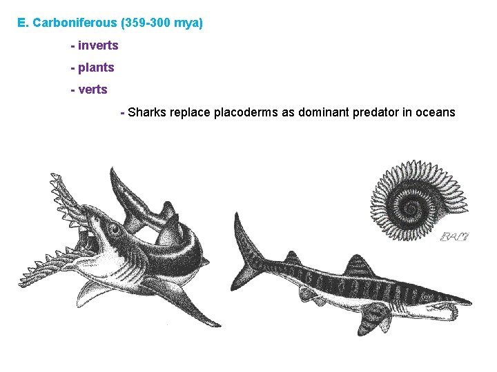 E. Carboniferous (359 -300 mya) - inverts - plants - verts - Sharks replace