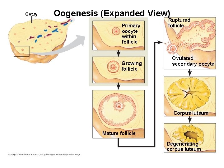 Ovary Oogenesis (Expanded View) Primary oocyte within follicle Growing follicle Ruptured follicle Ovulated secondary