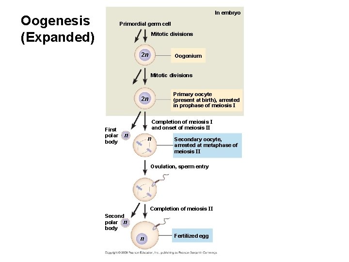 In embryo Oogenesis (Expanded) Primordial germ cell Mitotic divisions 2 n Oogonium Mitotic divisions