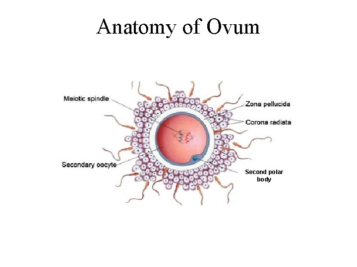 Anatomy of Ovum Second polar body 