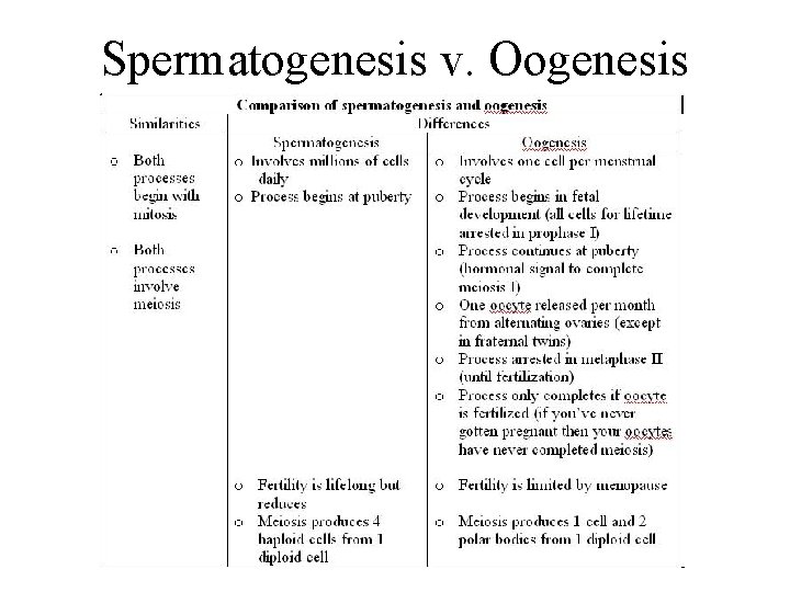Spermatogenesis v. Oogenesis 