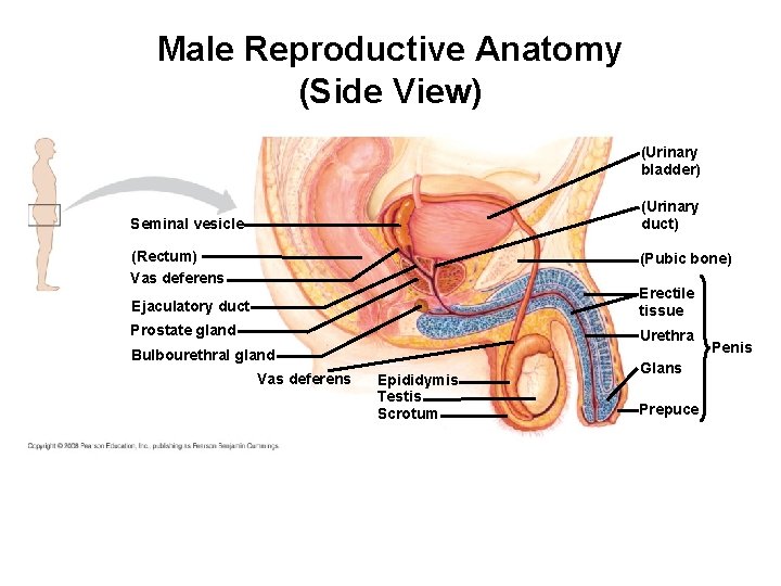 Male Reproductive Anatomy (Side View) (Urinary bladder) (Urinary duct) Seminal vesicle (Rectum) Vas deferens