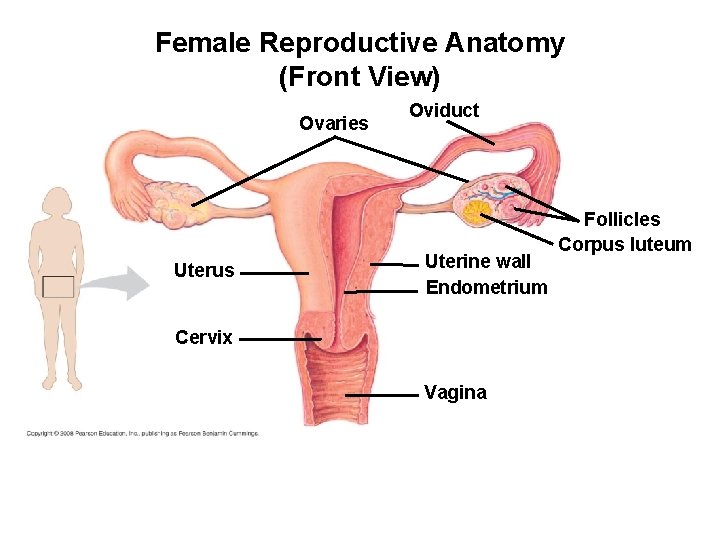 Female Reproductive Anatomy (Front View) Ovaries Uterus Oviduct Uterine wall Endometrium Cervix Vagina Follicles