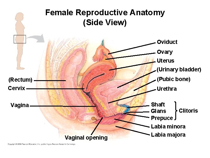 Female Reproductive Anatomy (Side View) Oviduct Ovary Uterus (Urinary bladder) (Rectum) (Pubic bone) Cervix