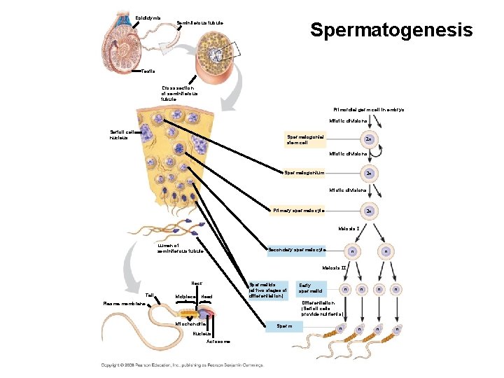 Epididymis Spermatogenesis Seminiferous tubule Testis Cross section of seminiferous tubule Primordial germ cell in
