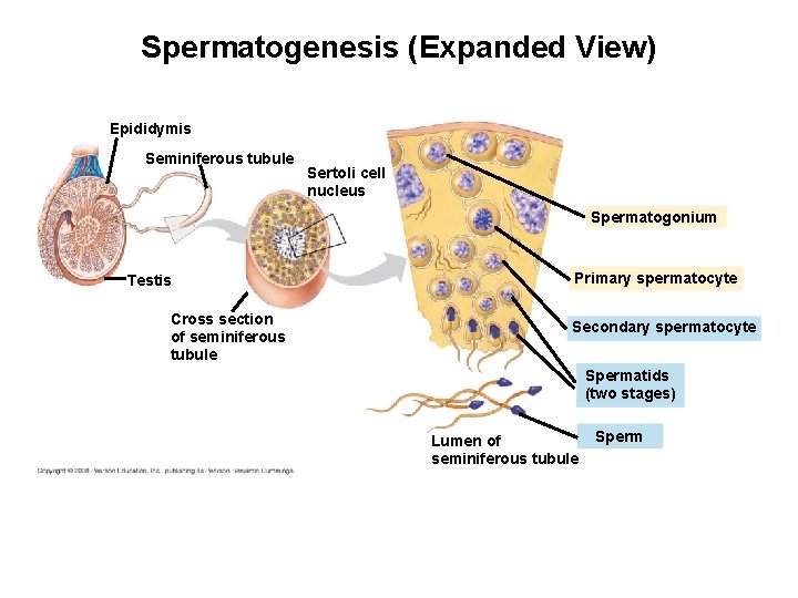 Spermatogenesis (Expanded View) Epididymis Seminiferous tubule Sertoli cell nucleus Spermatogonium Testis Cross section of