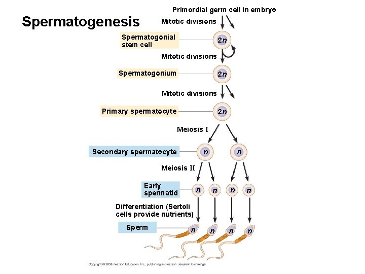 Primordial germ cell in embryo Spermatogenesis Mitotic divisions Spermatogonial stem cell 2 n Mitotic