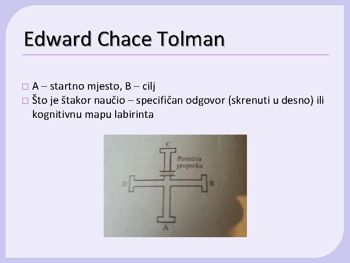Edward Chace Tolman A – startno mjesto, B – cilj � Što je štakor