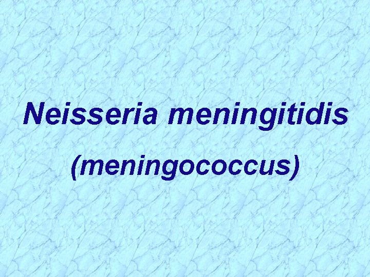 Neisseria meningitidis (meningococcus) 