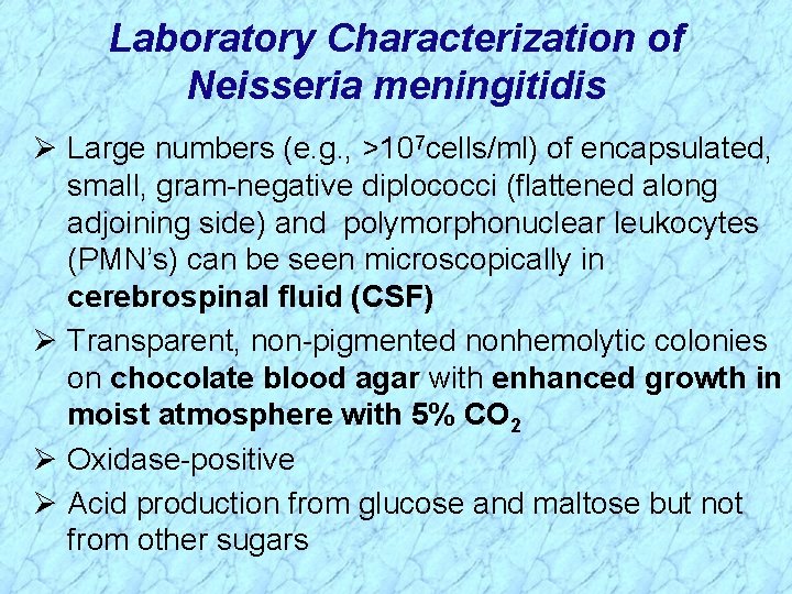Laboratory Characterization of Neisseria meningitidis Ø Large numbers (e. g. , >107 cells/ml) of