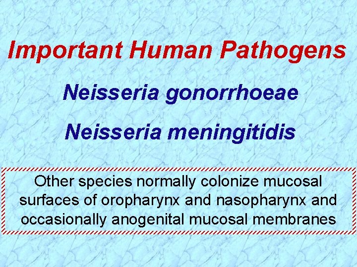 Important Human Pathogens Neisseria gonorrhoeae Neisseria meningitidis Other species normally colonize mucosal surfaces of