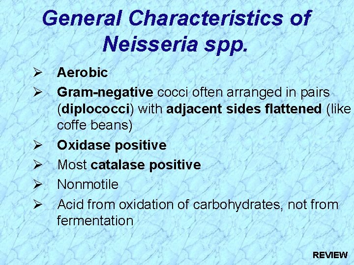 General Characteristics of Neisseria spp. Ø Aerobic Ø Gram-negative cocci often arranged in pairs