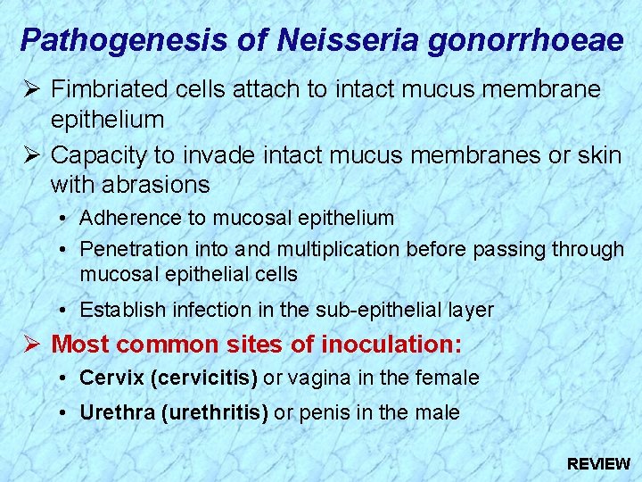Pathogenesis of Neisseria gonorrhoeae Ø Fimbriated cells attach to intact mucus membrane epithelium Ø