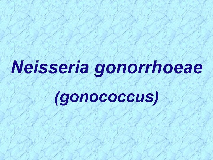Neisseria gonorrhoeae (gonococcus) 