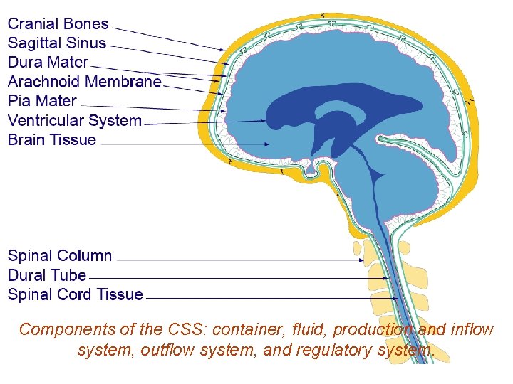 Components of the CSS: container, fluid, production and inflow system, outflow system, and regulatory