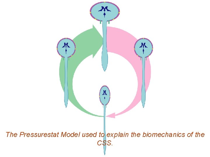 The Pressurestat Model used to explain the biomechanics of the CSS. 