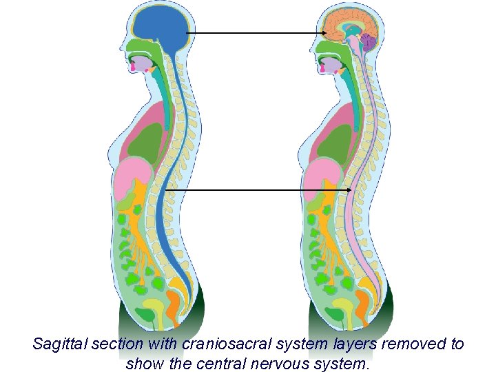 Sagittal section with craniosacral system layers removed to show the central nervous system. 