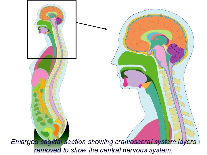 Enlarged sagittal section showing craniosacral system layers removed to show the central nervous system.