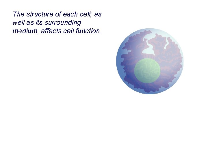 The structure of each cell, as well as its surrounding medium, affects cell function.