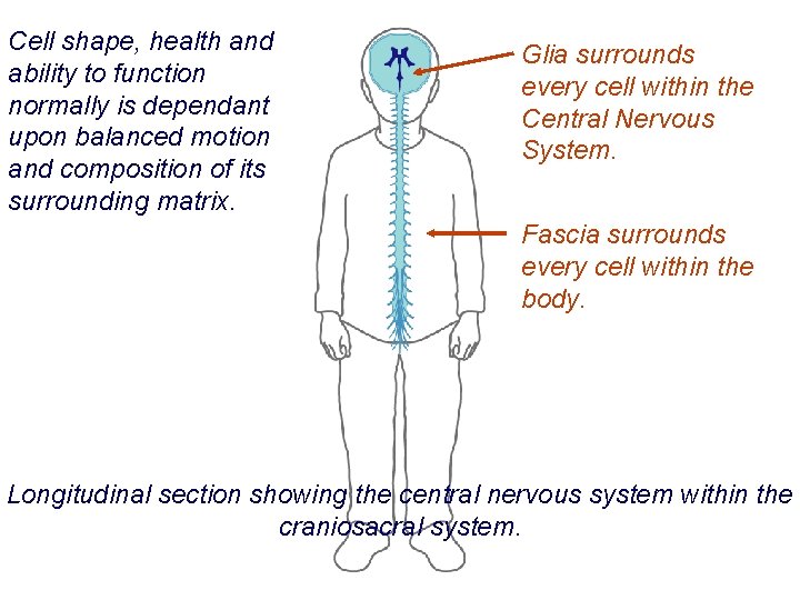 Cell shape, health and ability to function normally is dependant upon balanced motion and