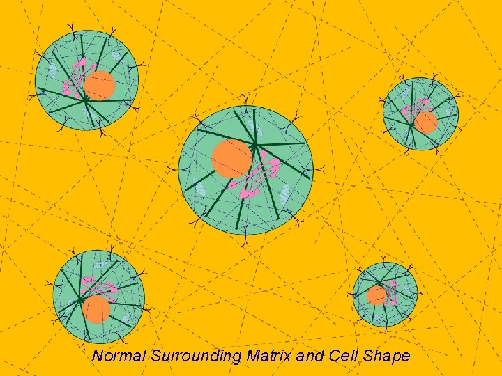 Normal Surrounding Matrix and Cell Shape 