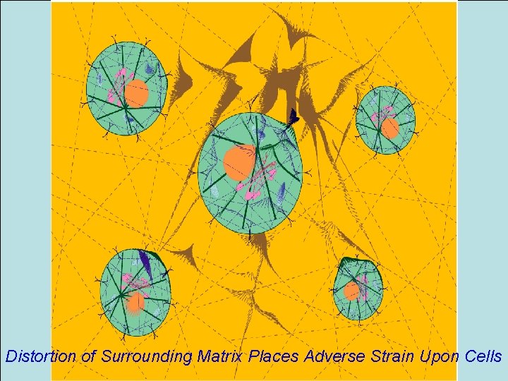 Distortion of Surrounding Matrix Places Adverse Strain Upon Cells 