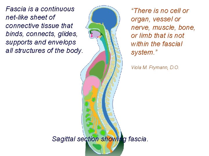 Fascia is a continuous net-like sheet of connective tissue that binds, connects, glides, supports