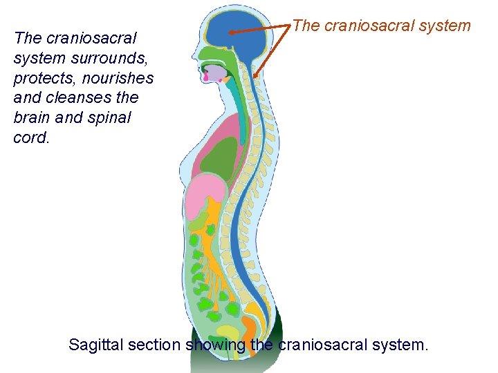 The craniosacral system surrounds, protects, nourishes and cleanses the brain and spinal cord. The