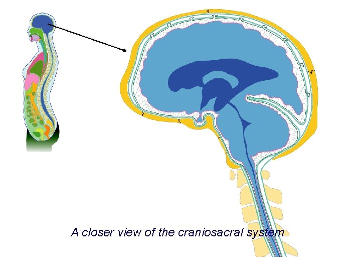 A closer view of the craniosacral system 