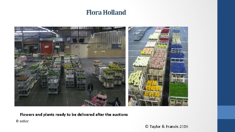Flora Holland Flowers and plants ready to be delivered after the auctions © author