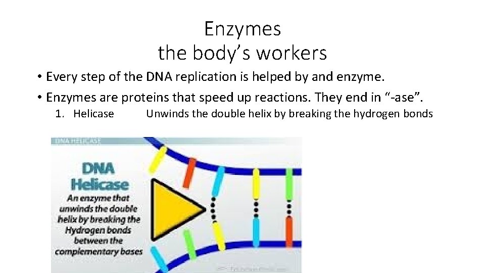 Enzymes the body’s workers • Every step of the DNA replication is helped by