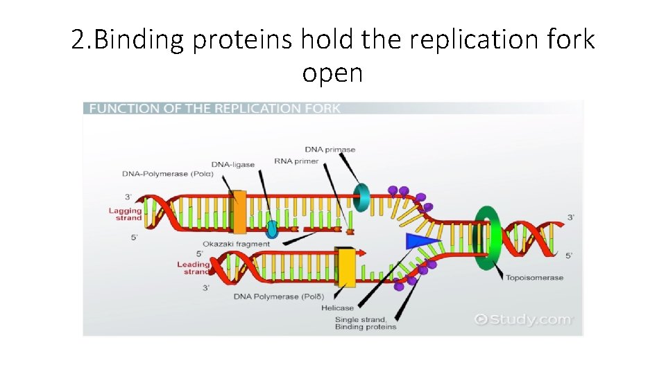 2. Binding proteins hold the replication fork open 