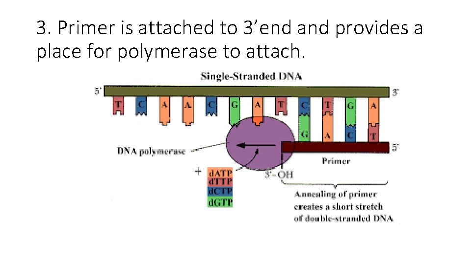 3. Primer is attached to 3’end and provides a place for polymerase to attach.