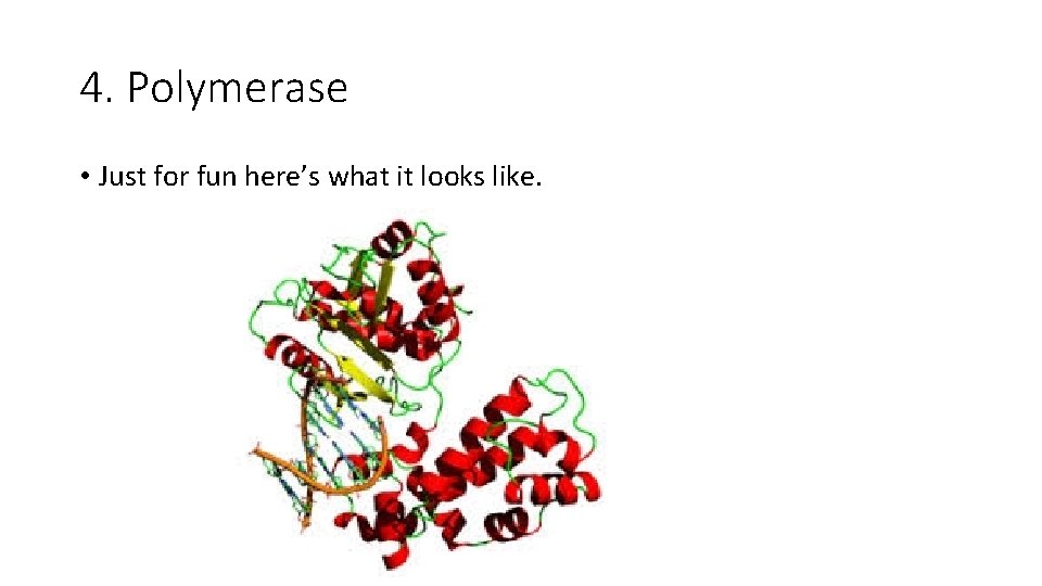 4. Polymerase • Just for fun here’s what it looks like. 