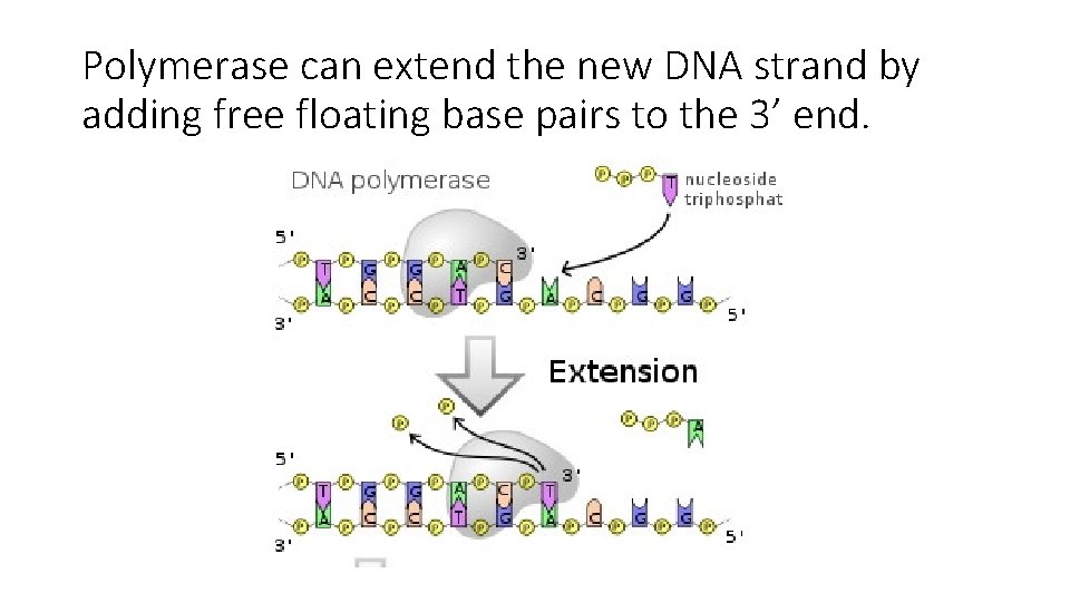 Polymerase can extend the new DNA strand by adding free floating base pairs to