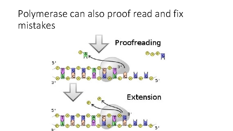 Polymerase can also proof read and fix mistakes 