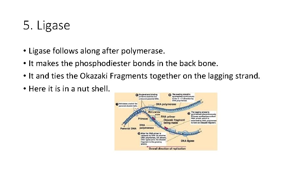 5. Ligase • Ligase follows along after polymerase. • It makes the phosphodiester bonds