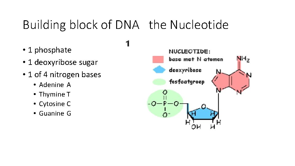 Building block of DNA the Nucleotide • 1 phosphate • 1 deoxyribose sugar •