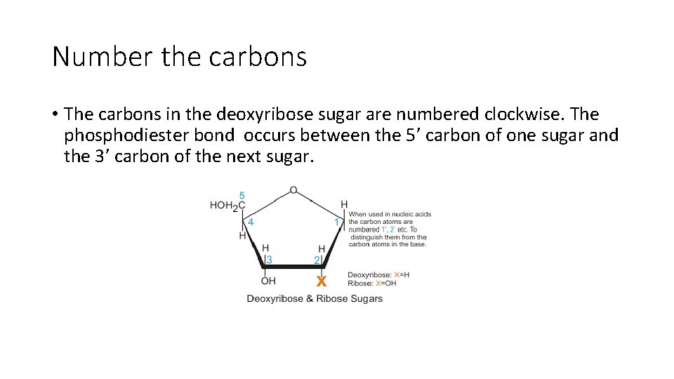 Number the carbons • The carbons in the deoxyribose sugar are numbered clockwise. The
