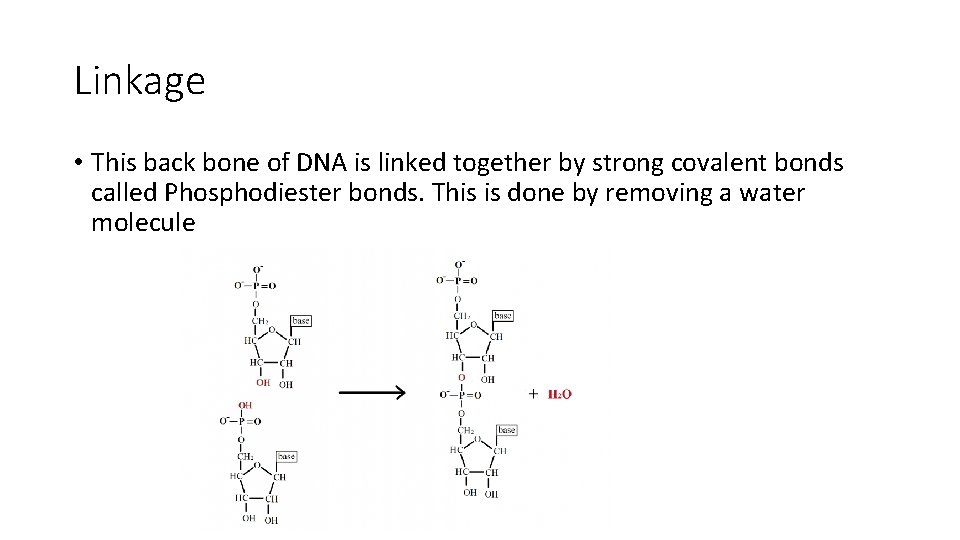 Linkage • This back bone of DNA is linked together by strong covalent bonds