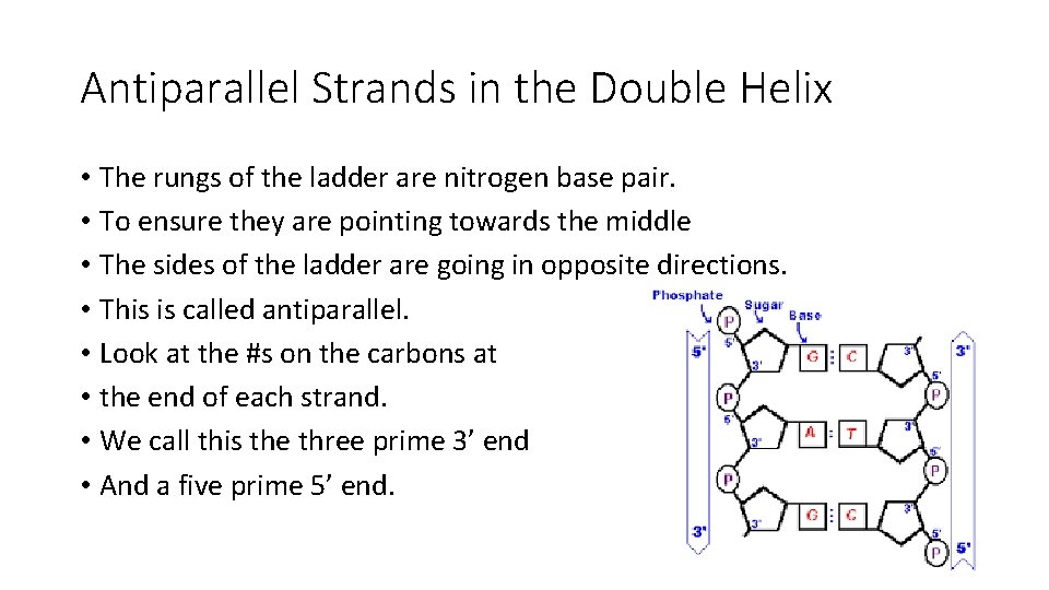 Antiparallel Strands in the Double Helix • The rungs of the ladder are nitrogen