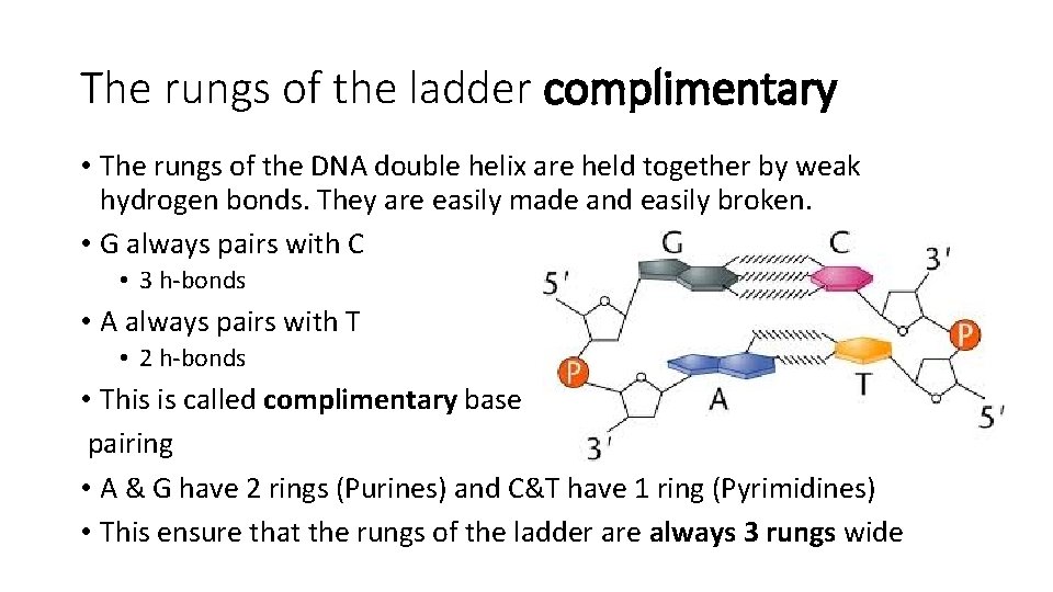 The rungs of the ladder complimentary • The rungs of the DNA double helix