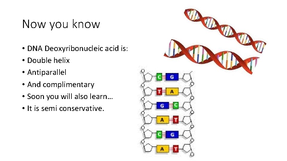 Now you know • DNA Deoxyribonucleic acid is: • Double helix • Antiparallel •