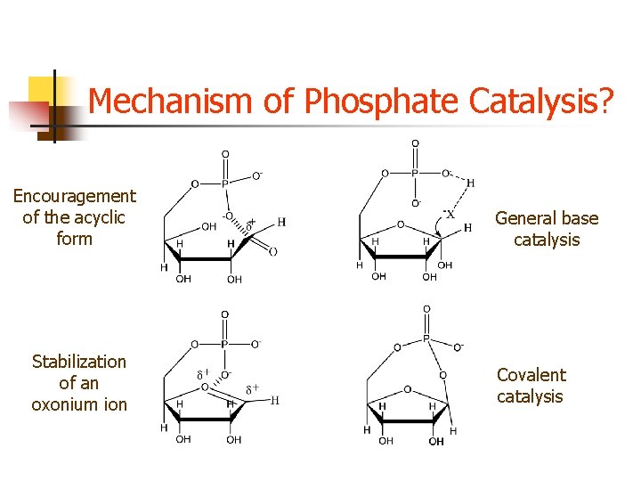 Mechanism of Phosphate Catalysis? Encouragement of the acyclic form Stabilization of an oxonium ion Mechanism of Phosphate Catalysis? Encouragement of the acyclic form Stabilization of an oxonium ion
