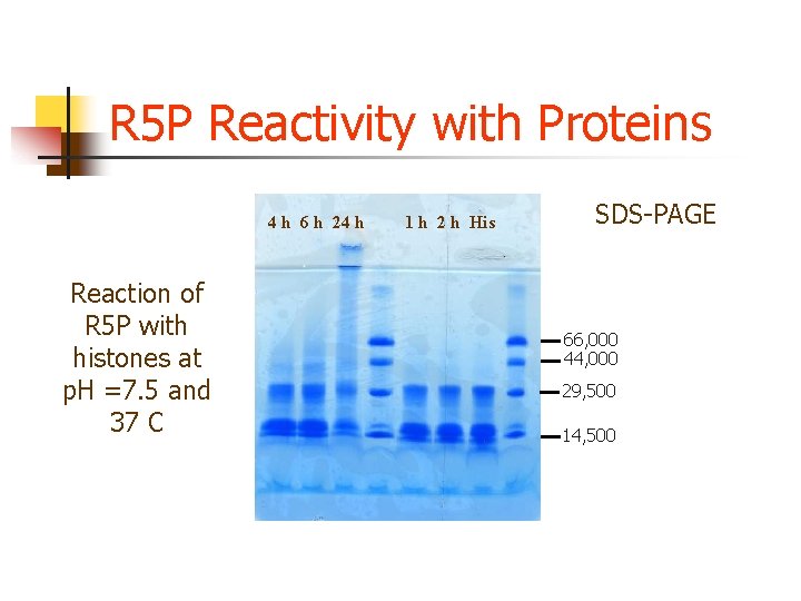 R 5 P Reactivity with Proteins 4 h 6 h 24 h Reaction of R 5 P Reactivity with Proteins 4 h 6 h 24 h Reaction of