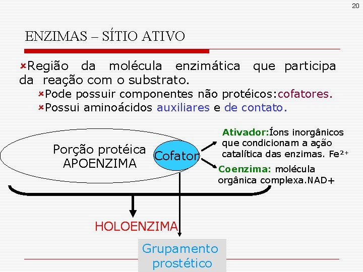 20 ENZIMAS – SÍTIO ATIVO ûRegião da molécula enzimática da reação com o substrato. 20 ENZIMAS – SÍTIO ATIVO ûRegião da molécula enzimática da reação com o substrato.